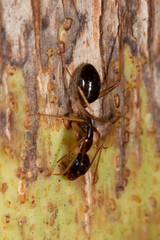 Camponotus elegans