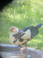Cairina moschata domestica