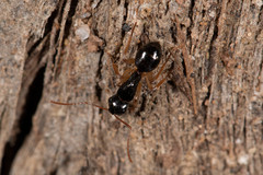 Camponotus lownei