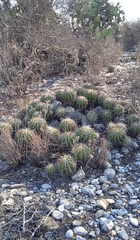 Ferocactus flavovirens
