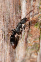 Platythyrea parallela