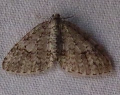 Venusia obsoleta