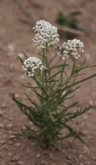 Lepidium alyssoides
