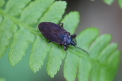 Gastrodes pacificus