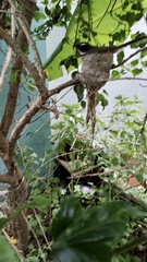 Rhipidura albogularis