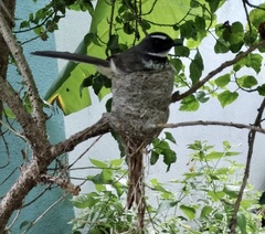 Rhipidura albogularis