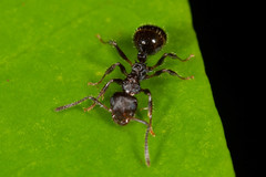 Pseudonotoncus hirsutus