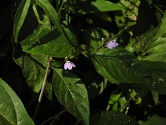 Justicia breviflora