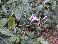 Ruellia breedlovei