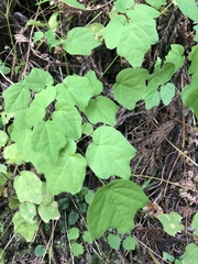 Vancouveria hexandra