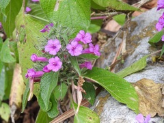 Ruellia inundata