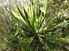 Furcraea guatemalensis
