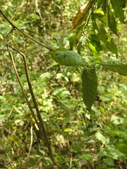 Mandevilla subsessilis