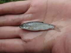 Spinibarbus hollandi