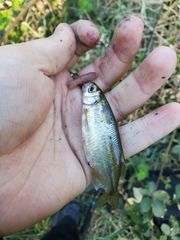 Richardsonius balteatus