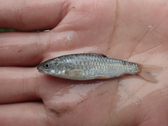 Spinibarbus hollandi