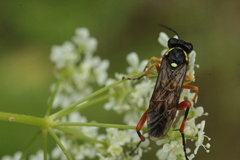 Macrophya rufipes
