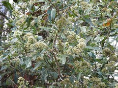 Critonia hospitalis