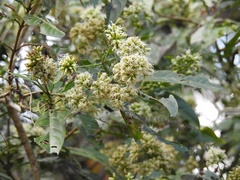 Critonia hospitalis