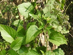 Pseudogynoxys haenkei