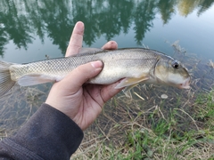 Catostomus macrocheilus