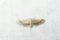 Idaea violacea