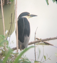 Nycticorax nycticorax