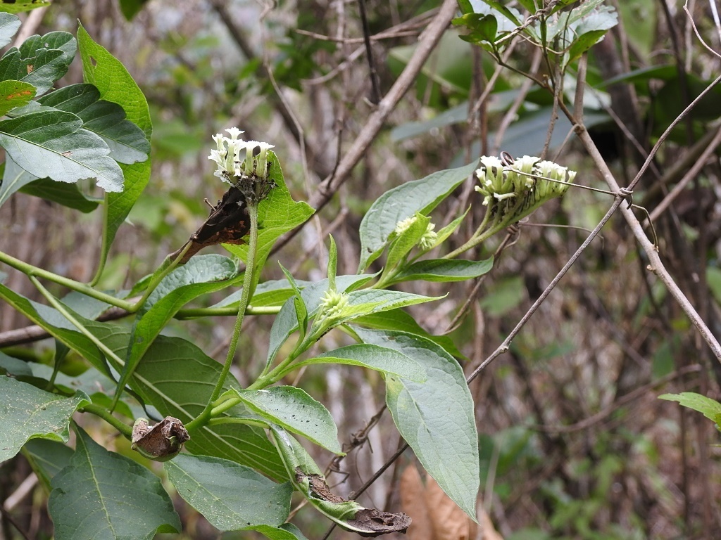 Tournefortia calycina