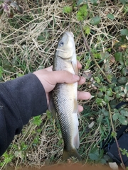 Catostomus macrocheilus