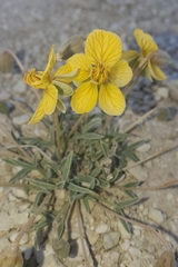 Senna pumilio