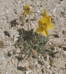 Senna pumilio