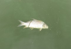 Carpiodes cyprinus