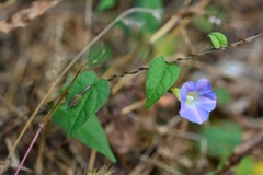 Ipomoea aristolochiifolia