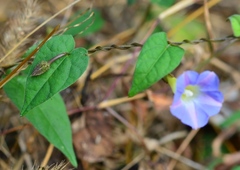 Ipomoea aristolochiifolia
