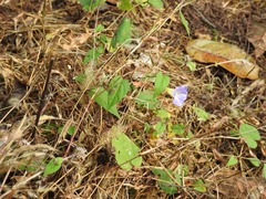 Ipomoea aristolochiifolia