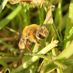 Andrena