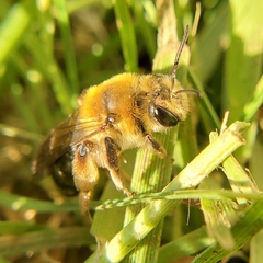 Andrena