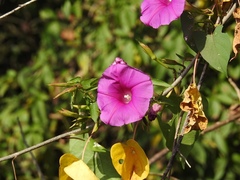 Ipomoea bernoulliana