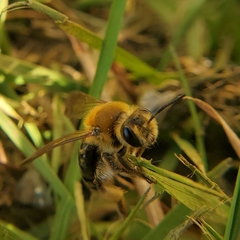 Andrena