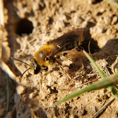 Andrena