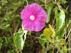 Ipomoea bernoulliana