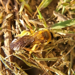 Andrena