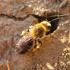 Andrena
