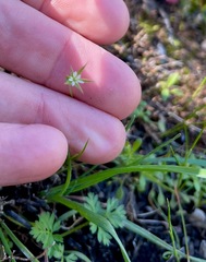 Stellaria nitens