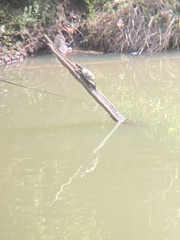 Trachemys scripta elegans