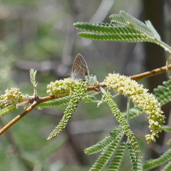 Leptotes marina