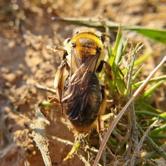 Andrena