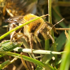 Andrena
