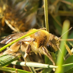 Andrena