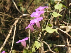 Ipomoea leucotricha